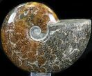 Cleoniceras Ammonite Fossil - Madagascar #32539-1
